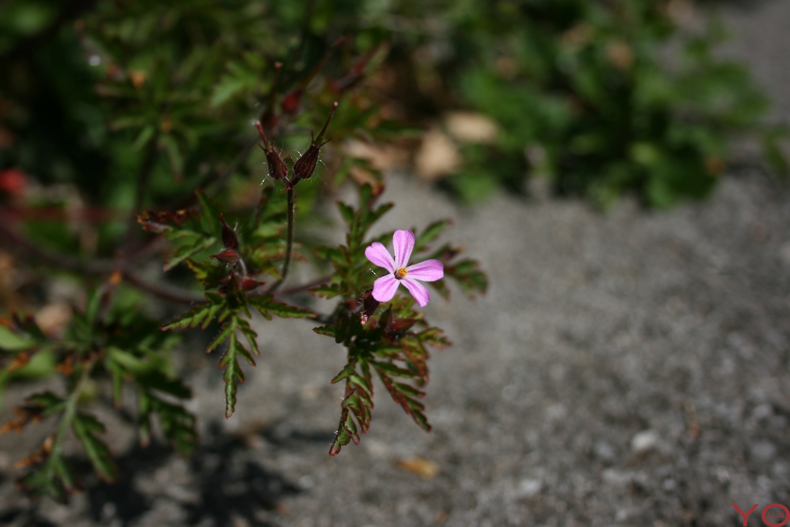 Wallpapers Nature Flowers Fleurs mauve