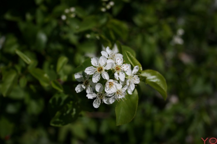 Wallpapers Nature Flowers Fleurs