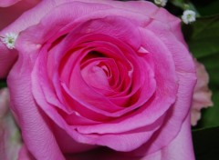 Fonds d'cran Nature Pink rose