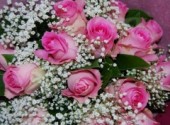 Fonds d'cran Nature Pink roses