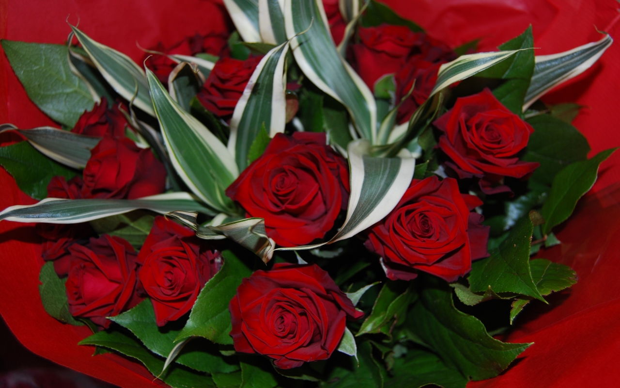 Wallpapers Nature Flowers Red roses