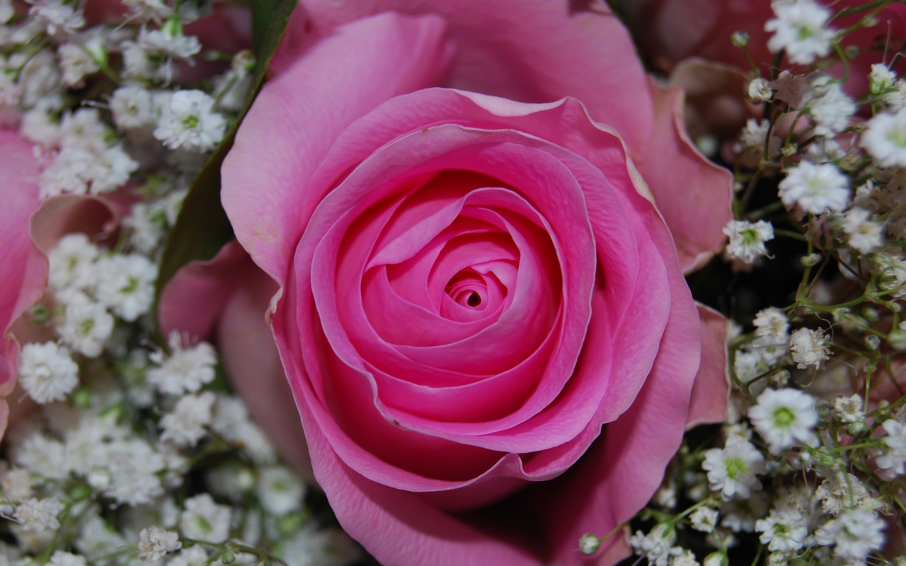 Fonds d'cran Nature Fleurs Pink rose II