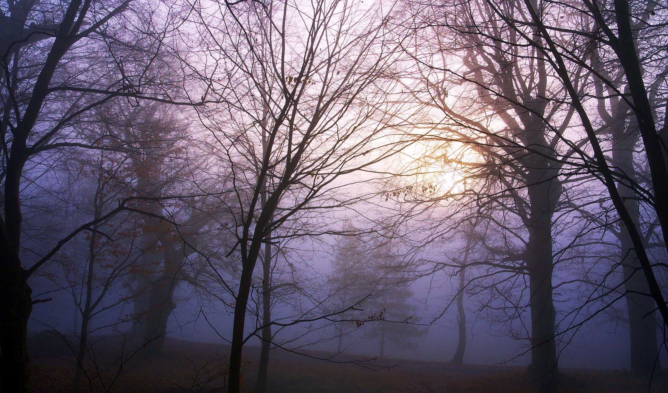 Fonds d'cran Nature Arbres - Forts Un pais brouillard 8.