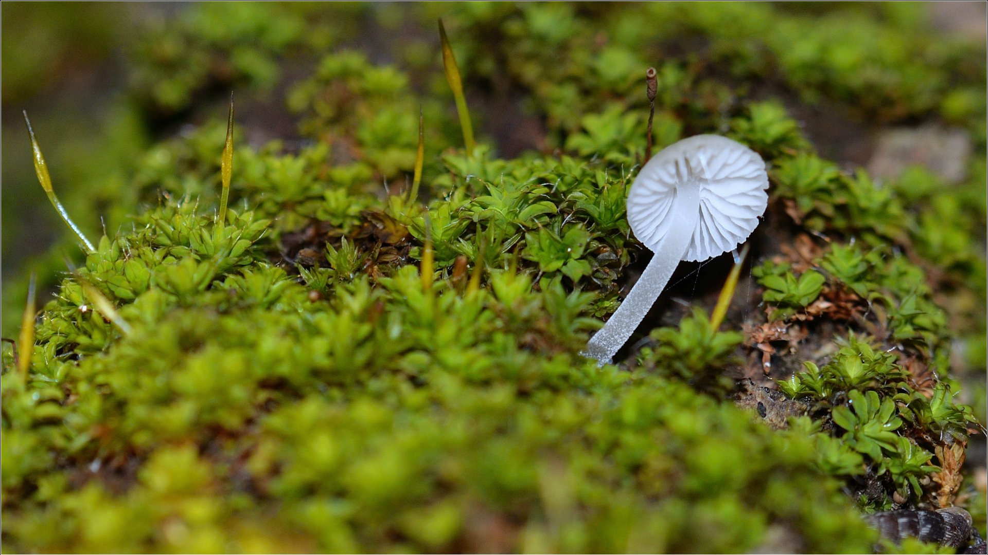 Fonds d'cran Nature Mousses - Lichens tout mini champignon sur mini mousse