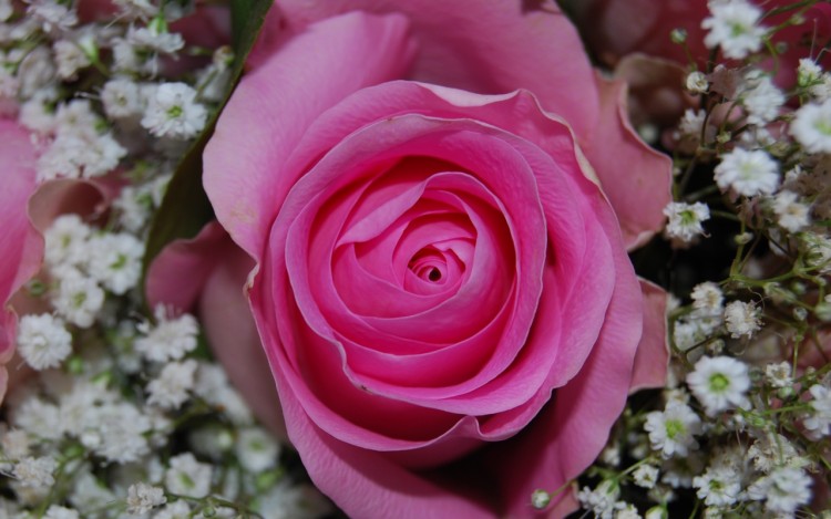 Fonds d'cran Nature Fleurs Pink rose II