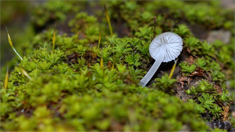 Fonds d'cran Nature Mousses - Lichens tout mini champignon sur mini mousse