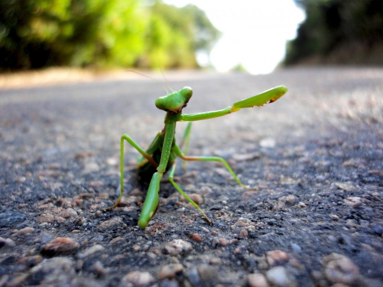 Wallpapers Animals Insects - Mantis Guided by a praying mantis