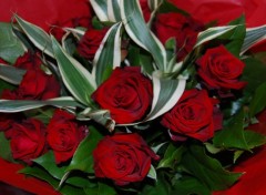 Fonds d'cran Nature Red roses