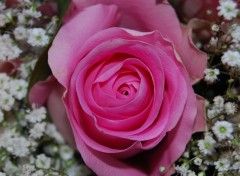 Fonds d'cran Nature Pink rose II