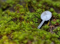 Wallpapers Nature tout mini champignon sur mini mousse