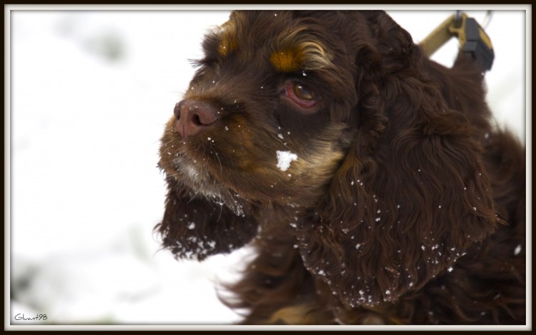 Wallpapers Animals Dogs Tristesse hivernale