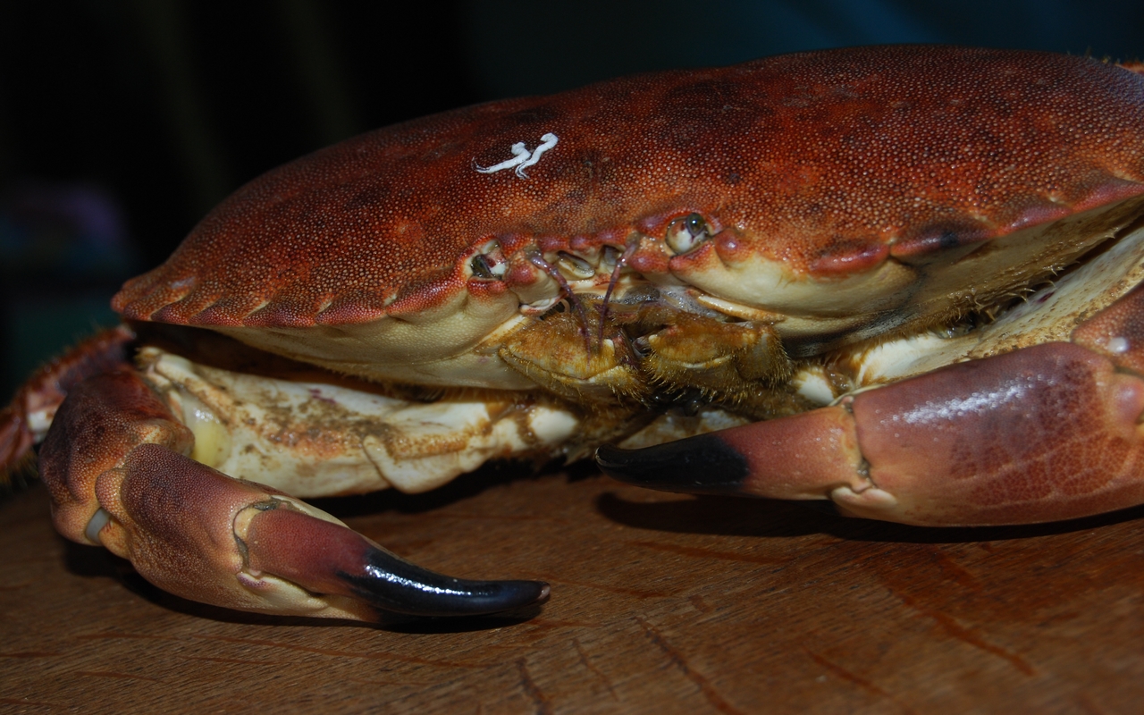 Fonds d'cran Animaux Vie marine - Crustacs Mister Crab