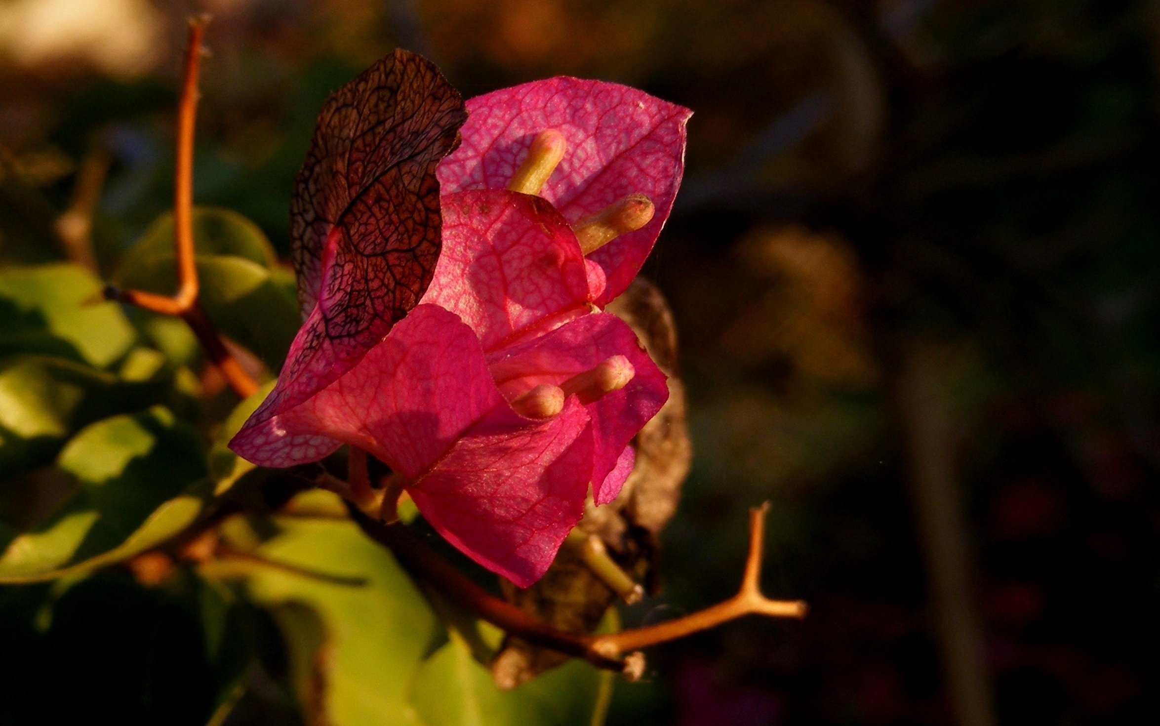 Wallpapers Nature Flowers Fleur d'automne