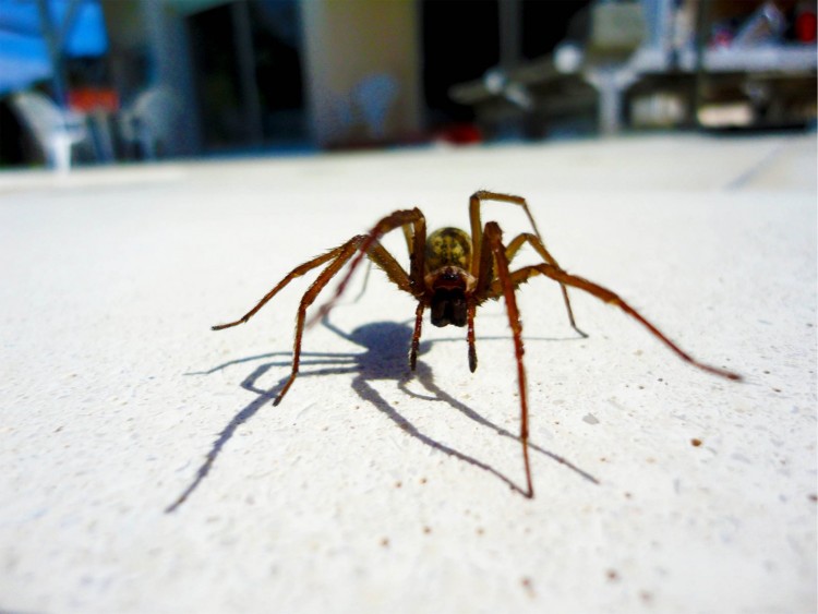 Fonds d'cran Animaux Araignes Spider walking