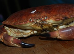 Wallpapers Animals Mister Crab