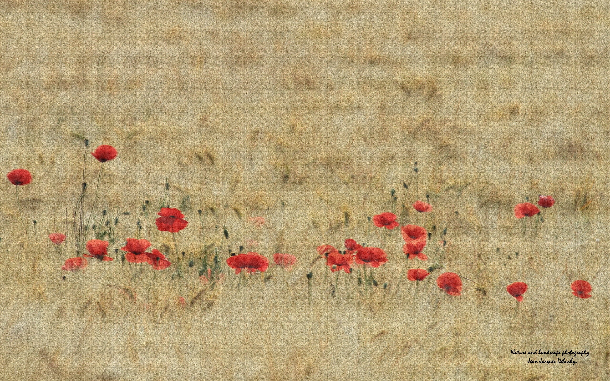 Wallpapers Nature Fields Coquelicot