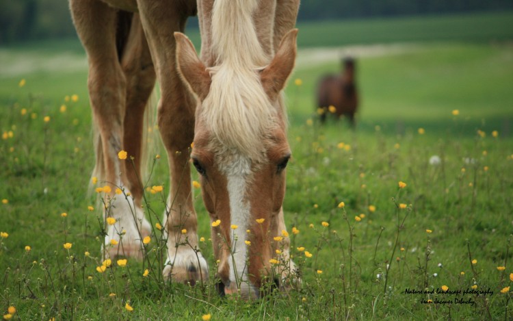 Fonds d'cran Animaux Chevaux Bouton d'or