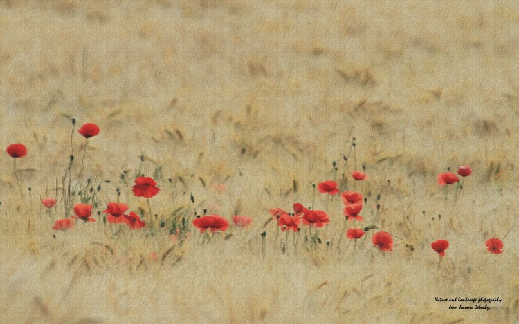 Fonds d'cran Nature Champs - Prairies Coquelicot