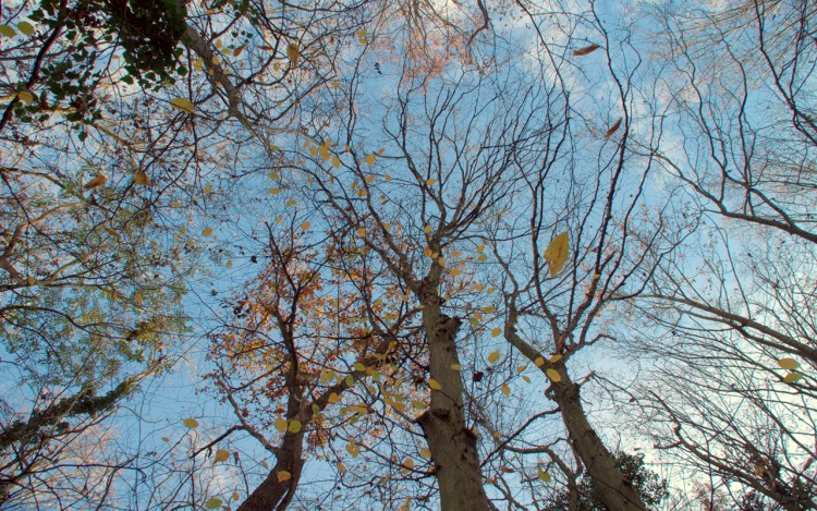 Fonds d'cran Nature Saisons - Automne Automne en Alsace