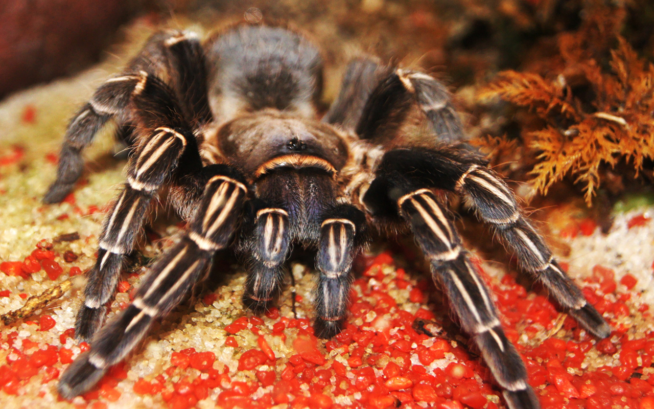 Wallpapers Animals Spiders 