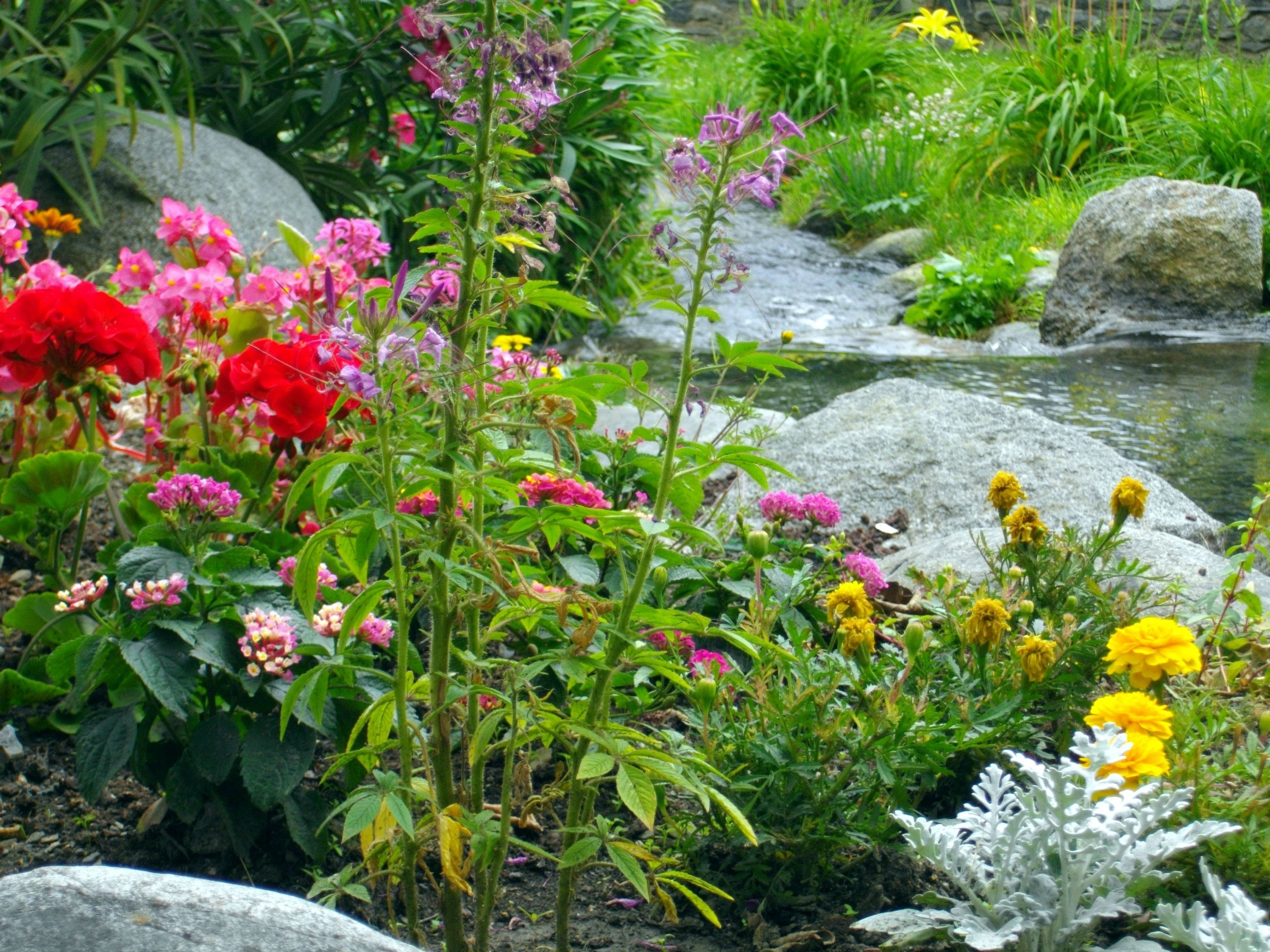 Fonds d'cran Nature Fleurs 