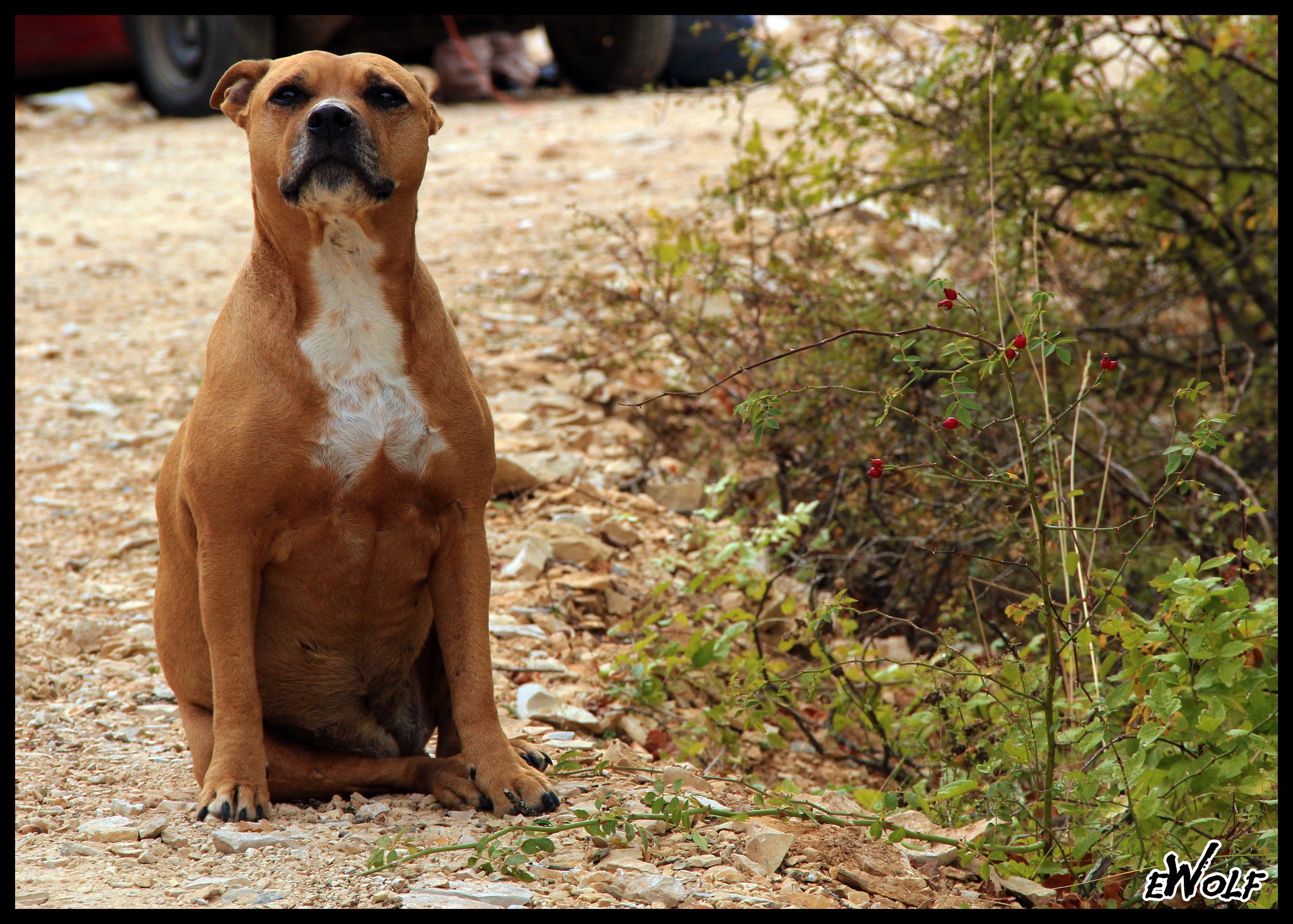 Wallpapers Animals Dogs Aprs la fte, grignok fait la pause !