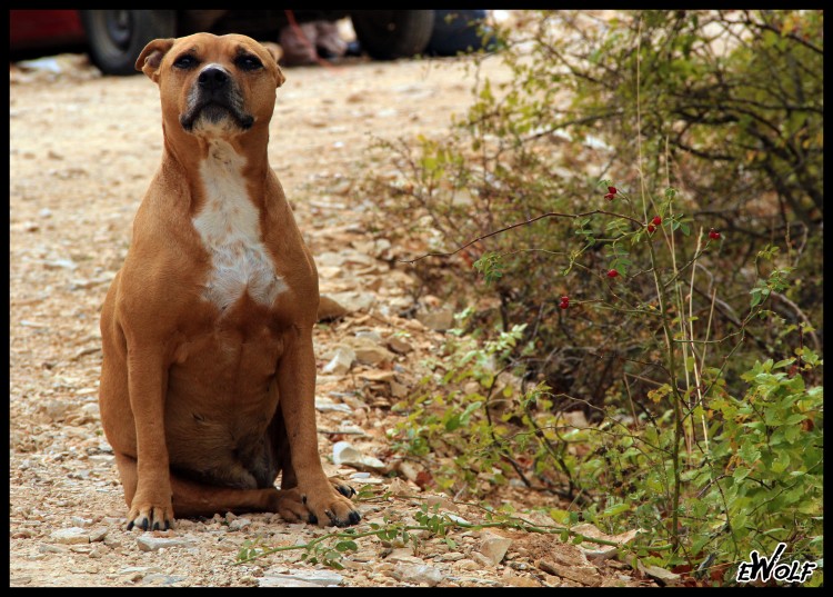 Fonds d'cran Animaux Chiens Aprs la fte, grignok fait la pause !