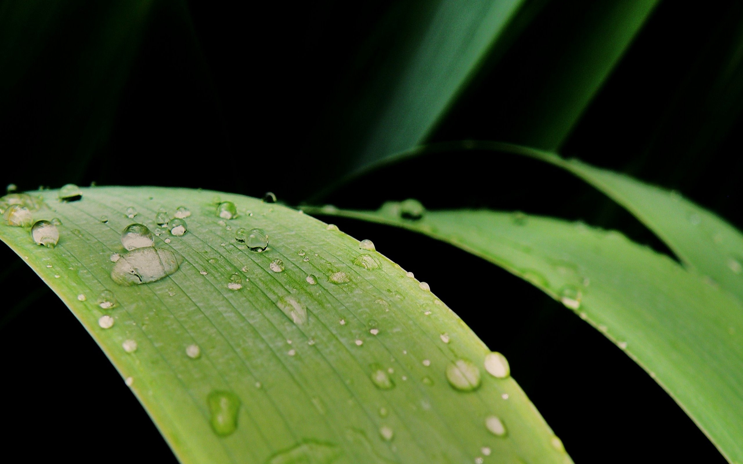 Wallpapers Nature Water - Drops 