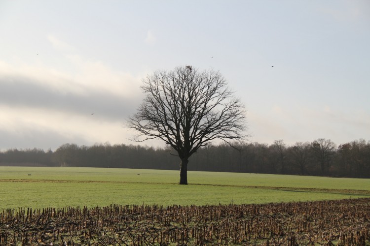 Fonds d'cran Nature Arbres - Forts Solitude hivernale