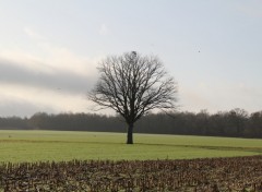 Fonds d'cran Nature Solitude hivernale