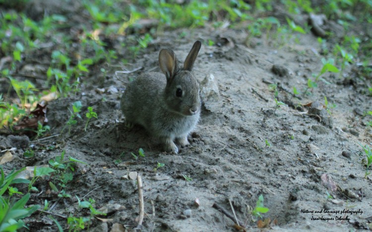 Fonds d'cran Animaux Lapins - Livres Lapinou le lapin de Garenne 