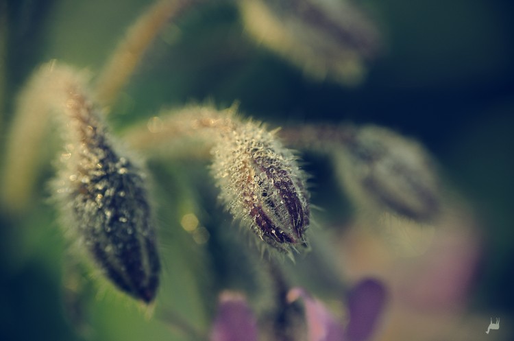 Fonds d'cran Nature Fleurs Morning Dew 2