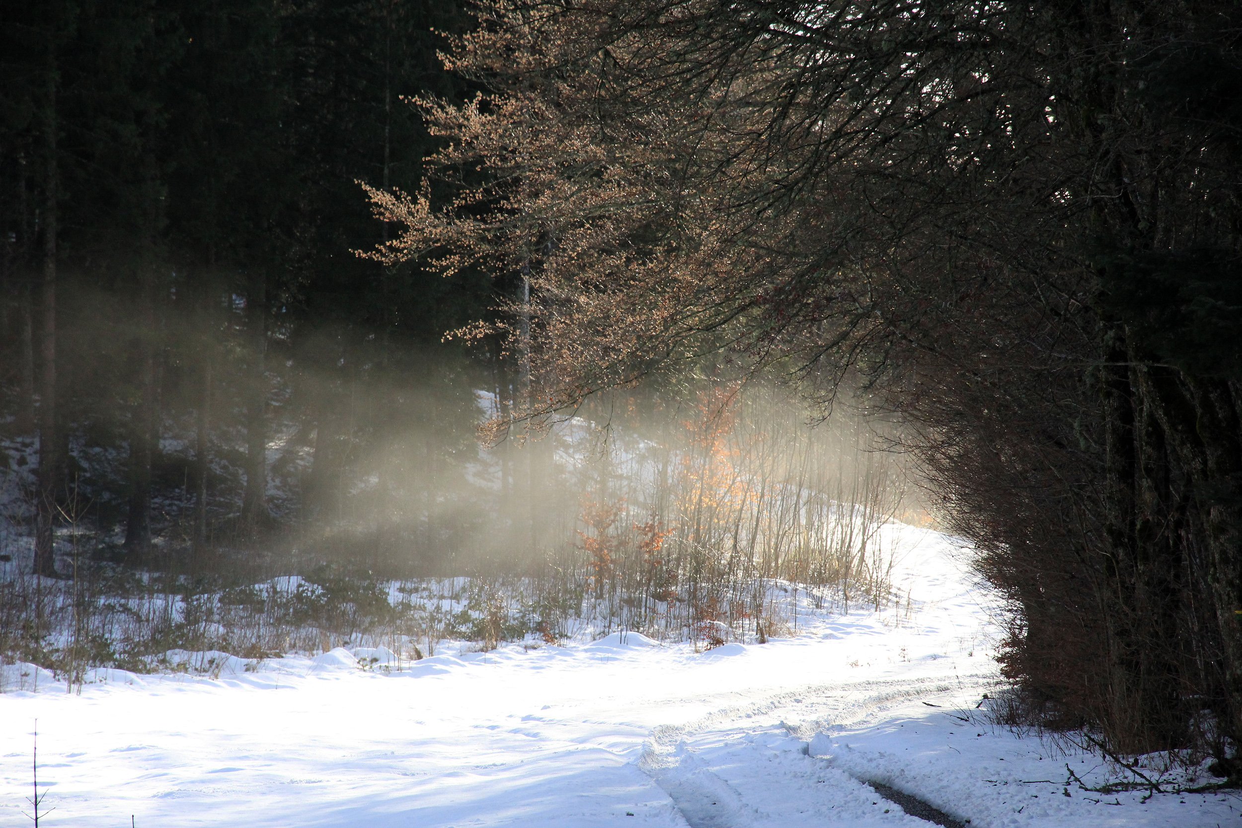 Fonds d'cran Nature Arbres - Forts Promenade un 1er Janvier Presles