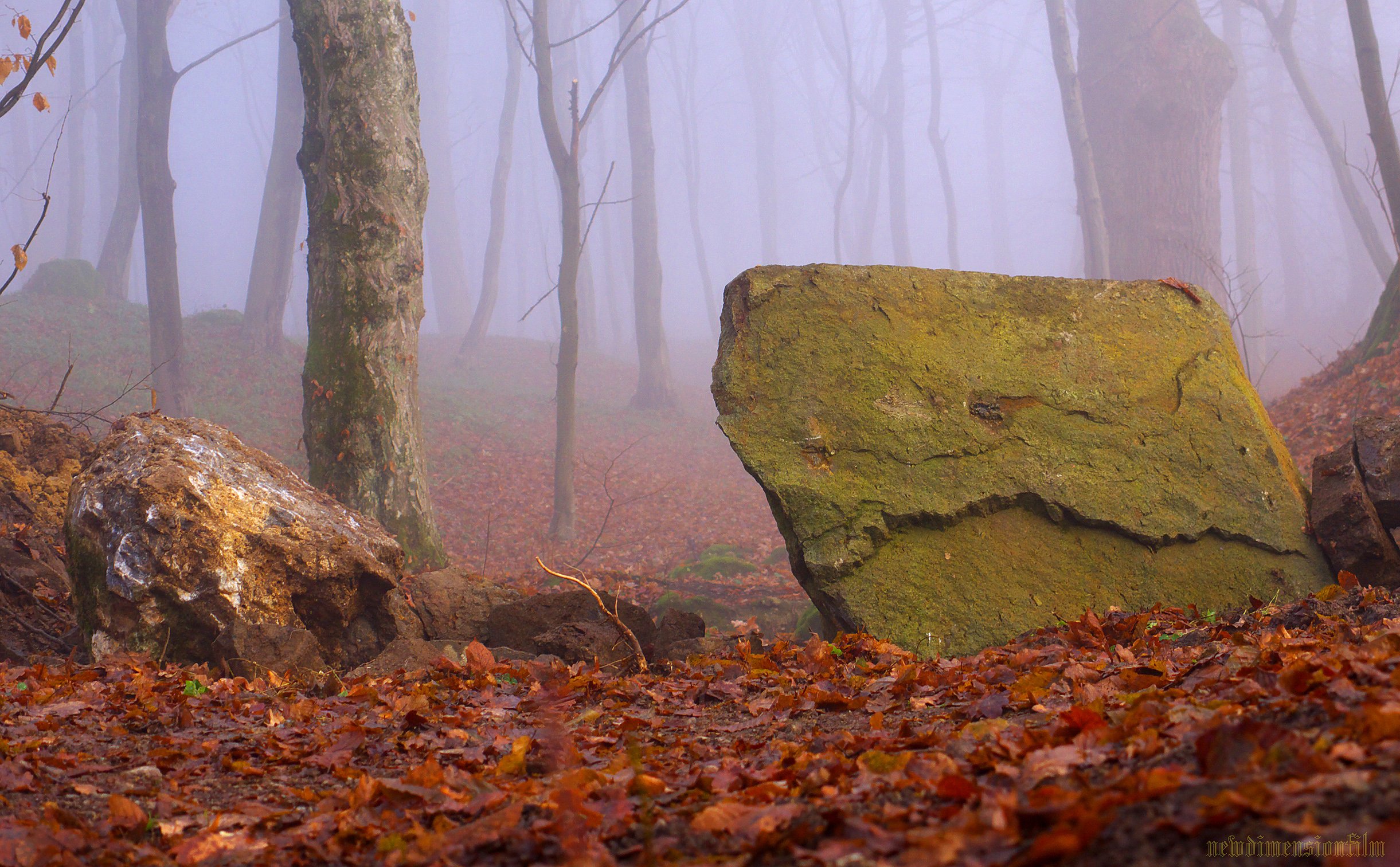 Wallpapers Nature Trees - Forests Un pais brouillard 9.