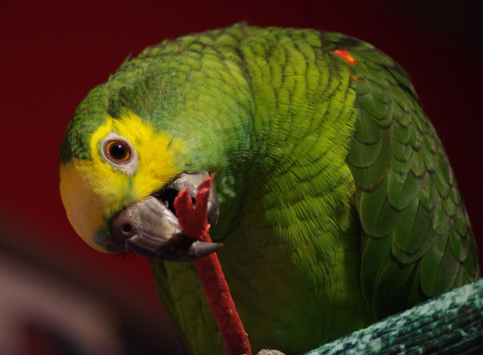 Fonds d'cran Animaux Oiseaux - Perroquets coco mon amazone