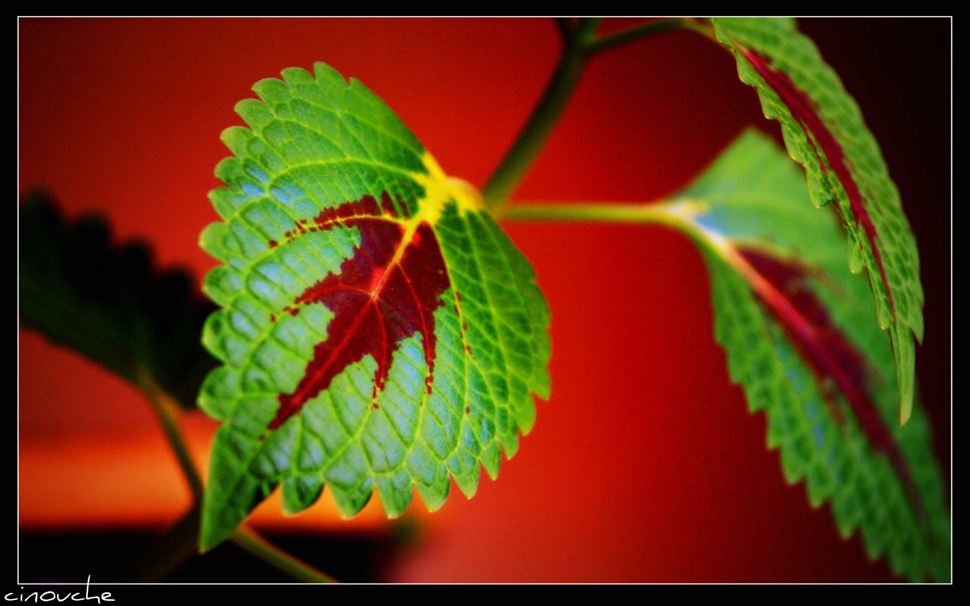 Fonds d'cran Nature Feuilles - Feuillages colors