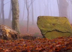 Fonds d'cran Nature Un pais brouillard 9.