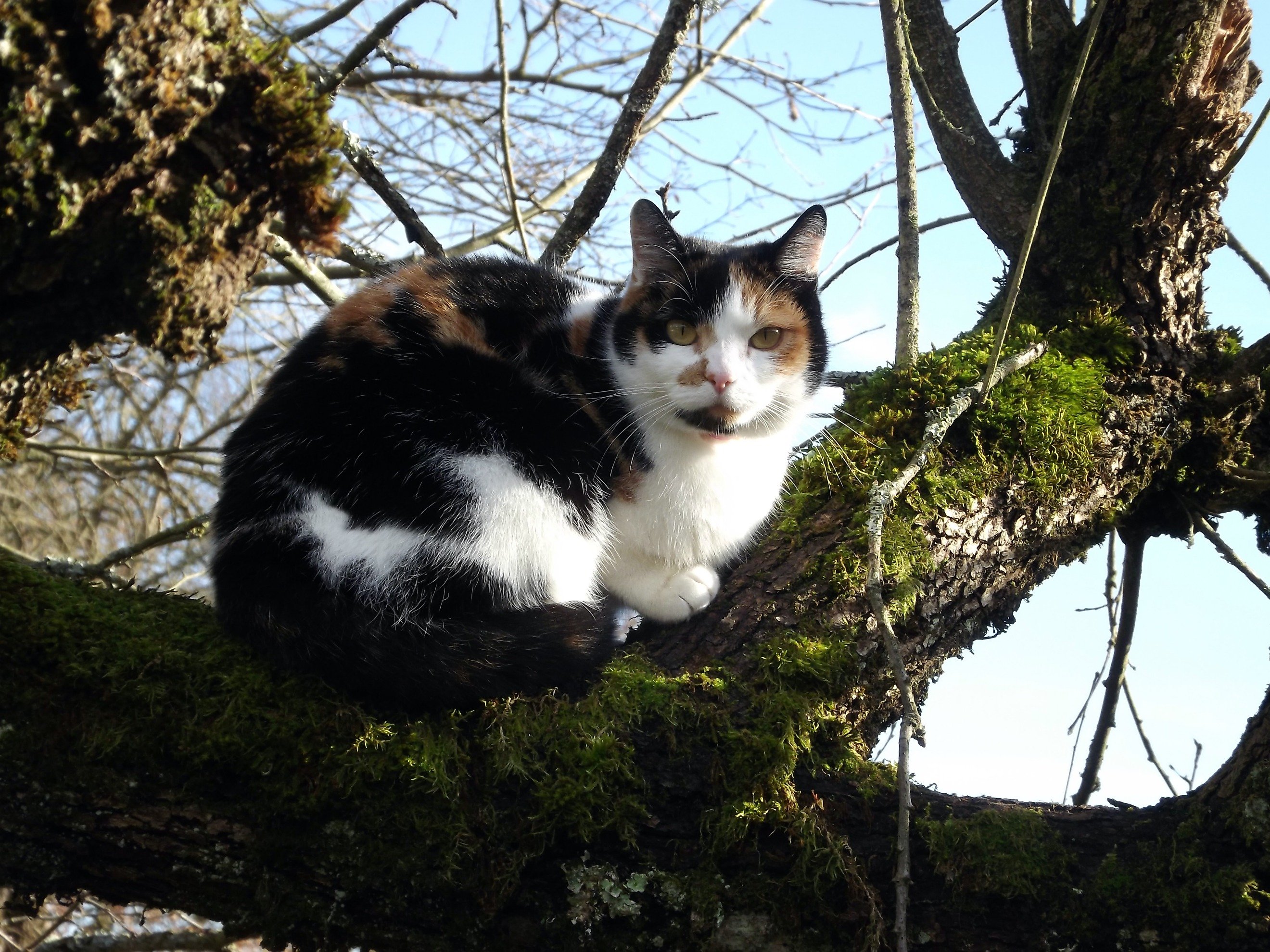 Fonds d'cran Animaux Chats - Chatons chat perch !