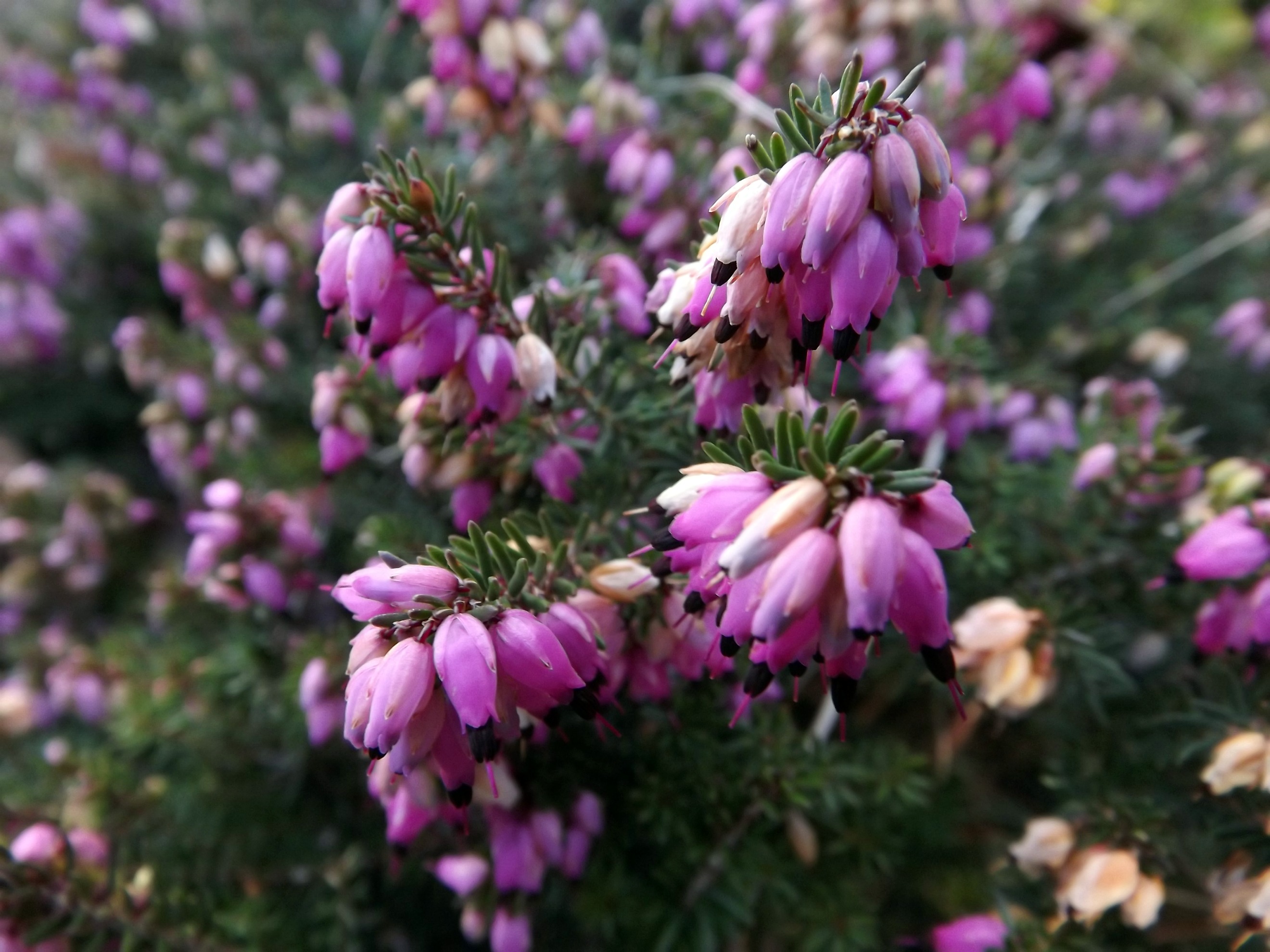 Wallpapers Nature Flowers bruyres d'hiver