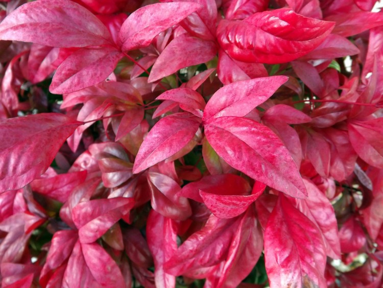 Fonds d'cran Nature Feuilles - Feuillages feuillage rouge