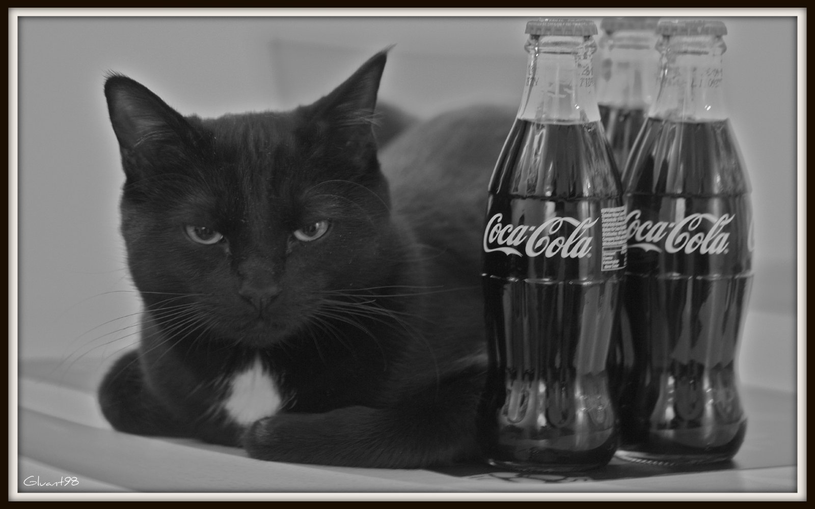 Wallpapers Animals Cats - Kittens Coke & Cat