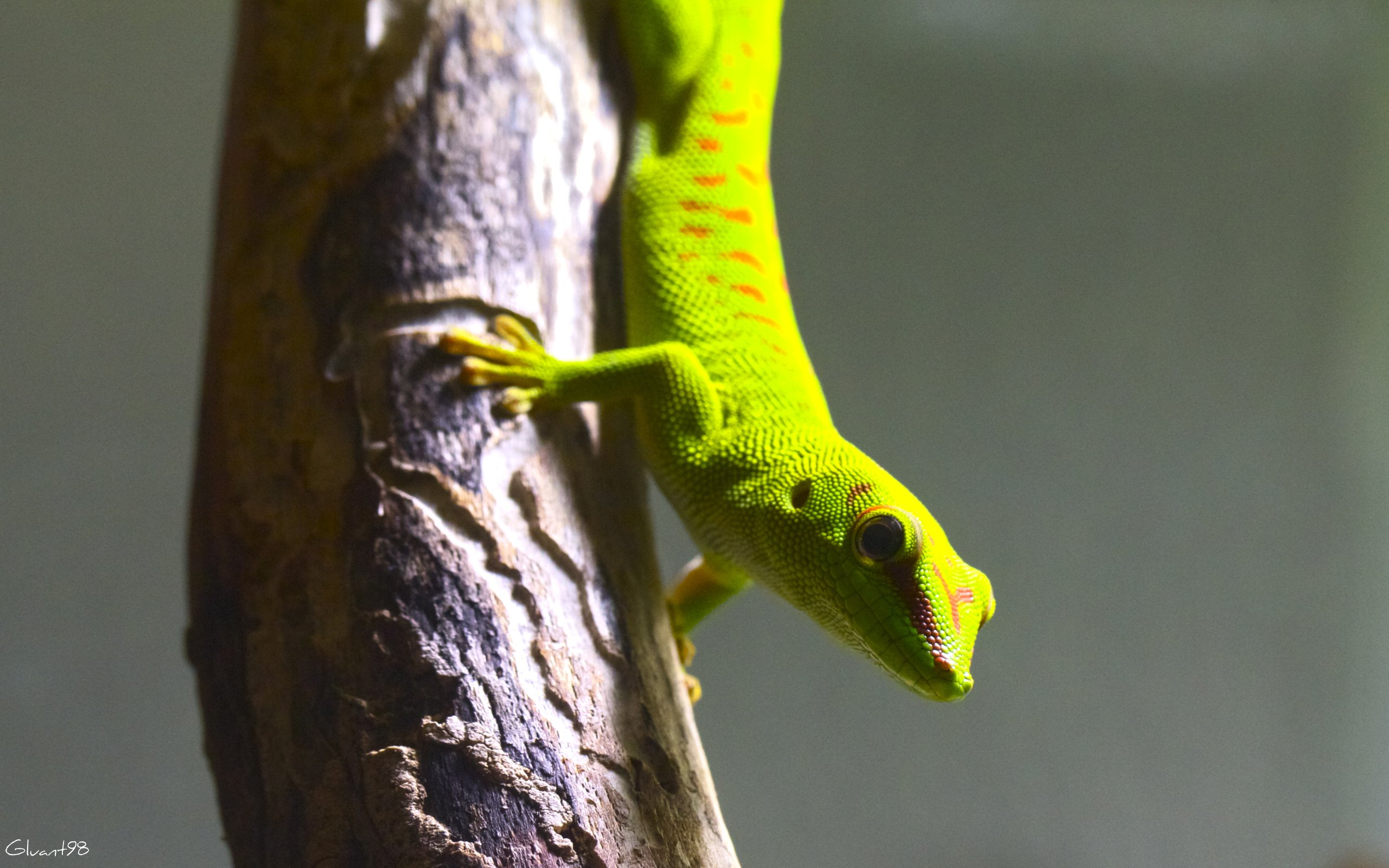 Fonds d'cran Animaux Lzards - Iguanes A l'envers