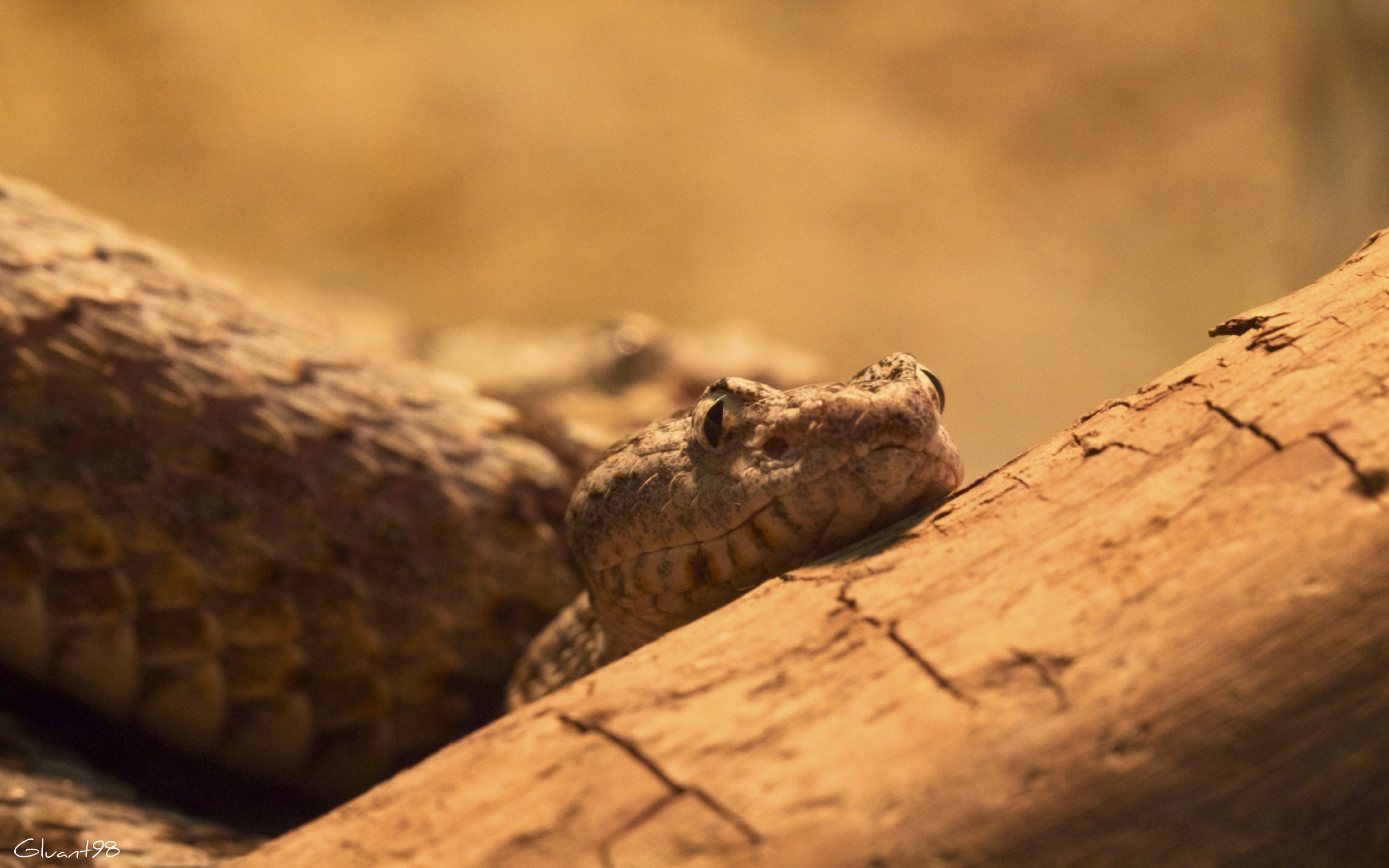 Fonds d'cran Animaux Serpents C'est l'heure de la pause !!!