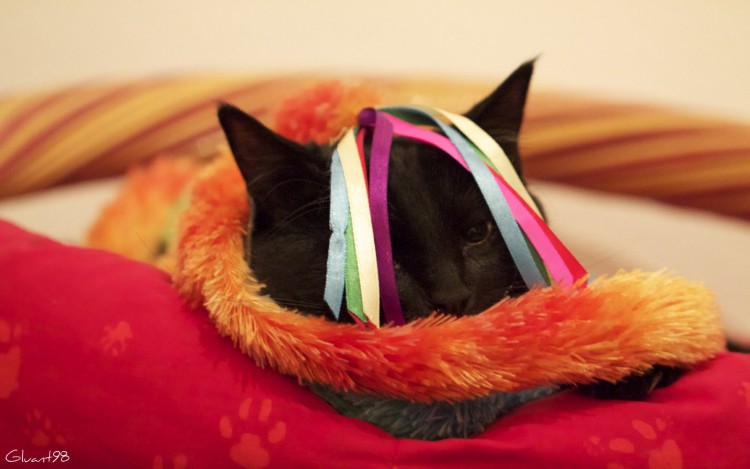 Fonds d'cran Animaux Chats - Chatons Chat du carnaval