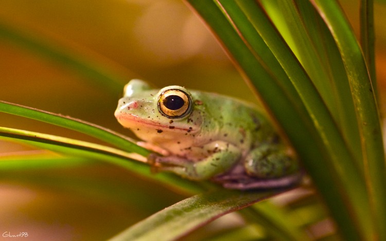 Wallpapers Animals Frogs - Toads Tu veux ma photo ?!?