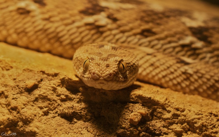 Fonds d'cran Animaux Serpents C'est moi que tu regarde ?!?