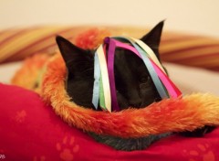 Fonds d'cran Animaux Chat du carnaval