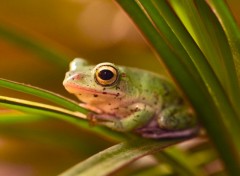 Fonds d'cran Animaux Tu veux ma photo ?!?