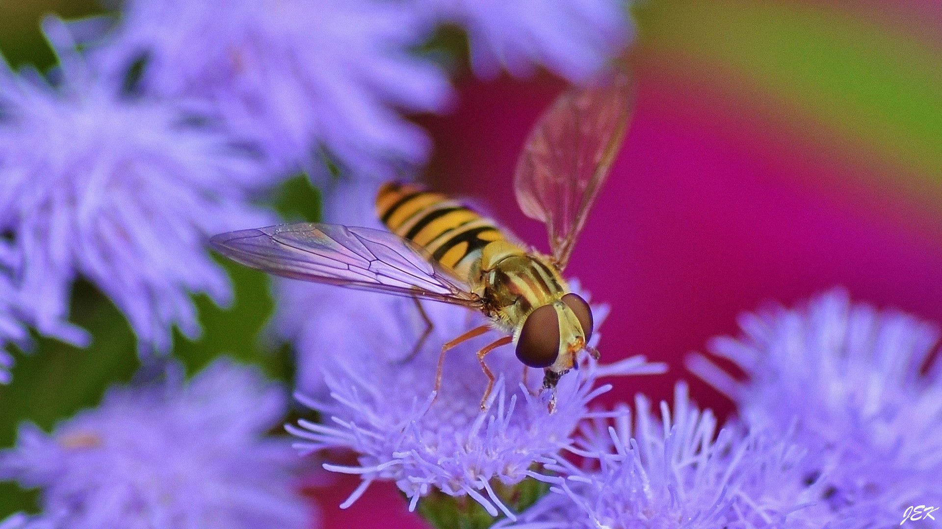 Fonds d'cran Animaux Insectes - Abeilles Gupes ... 