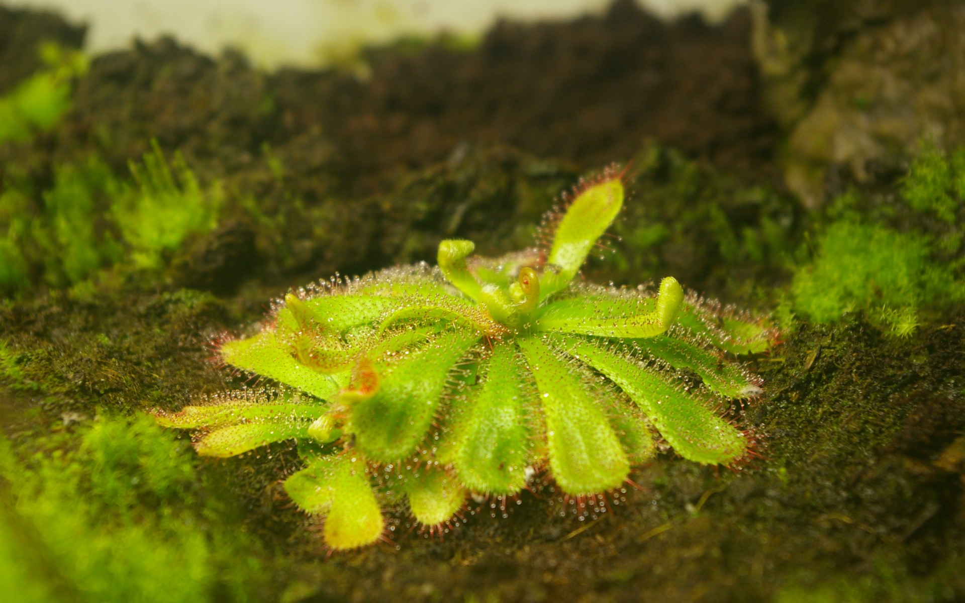 Fonds d'cran Nature Plantes - Arbustes rossolis d'Alice (drosera aliciae)